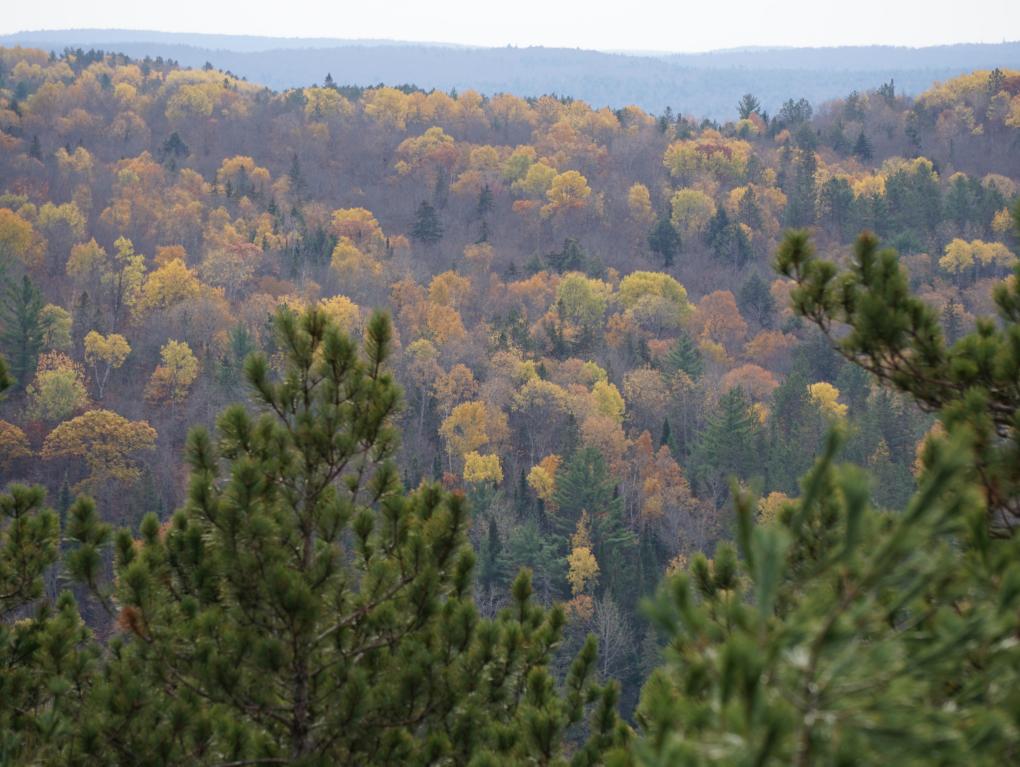 Wald