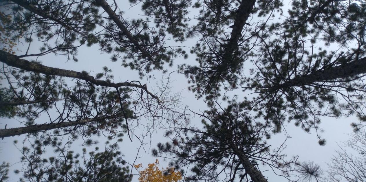 Bäume